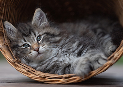 Anselm - 9 Wochen alt