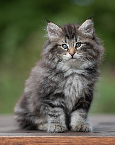 Anselm - 9 Wochen alt