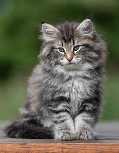 Anselm - 9 Wochen alt