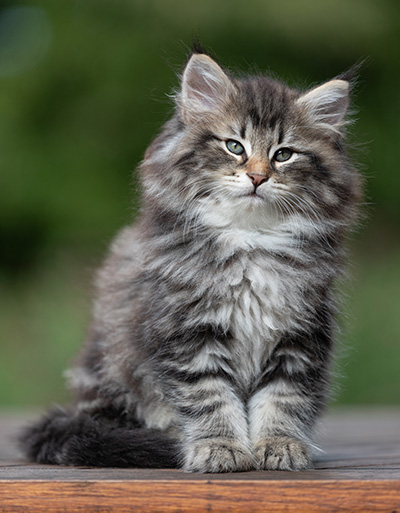 Anselm - 9 Wochen alt