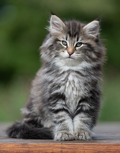 Anselm - 9 Wochen alt