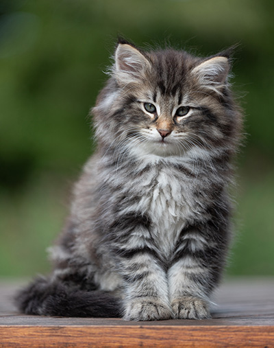 Anselm - 9 Wochen alt