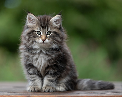 Anselm - 9 Wochen alt