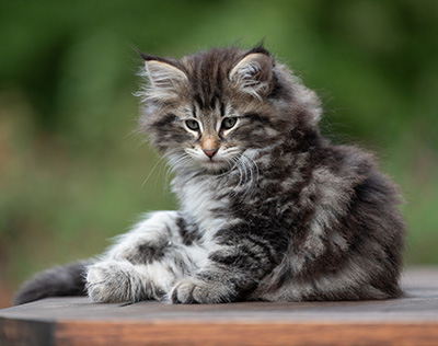 Anselm - 9 Wochen alt