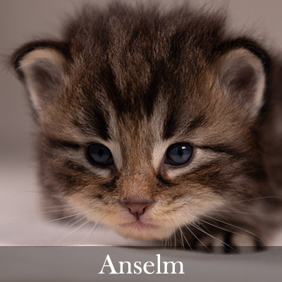 Anselm
