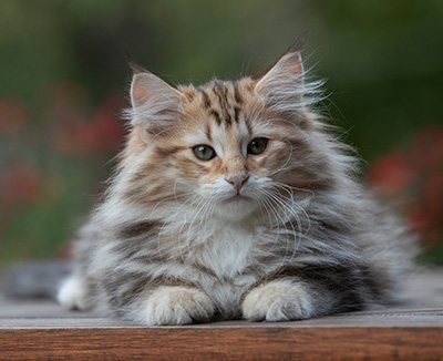 Apollonia - 13 semaines