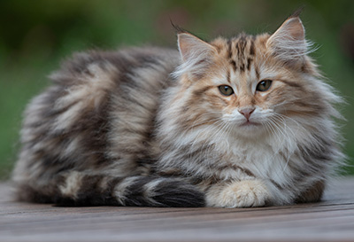 Apollonia - 13 semaines