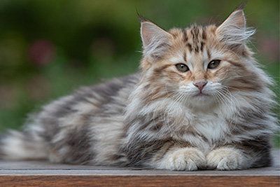 Apollonia - 13 semaines