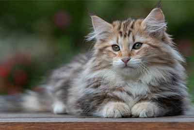 Apollonia - 13 semaines