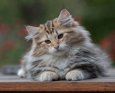 Apollonia - 13 semaines