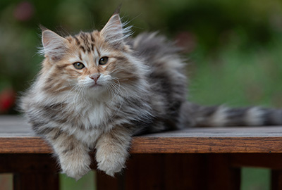 Apollonia - 13 semaines