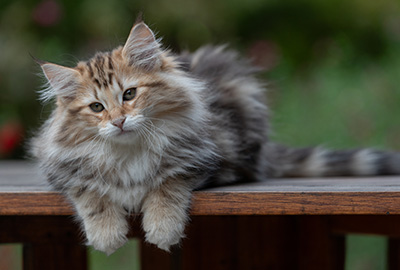 Apollonia - 13 semaines