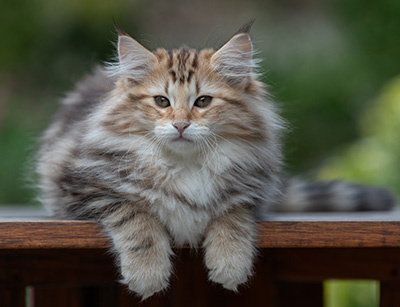 Apollonia - 13 semaines