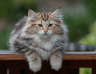 Apollonia - 13 semaines