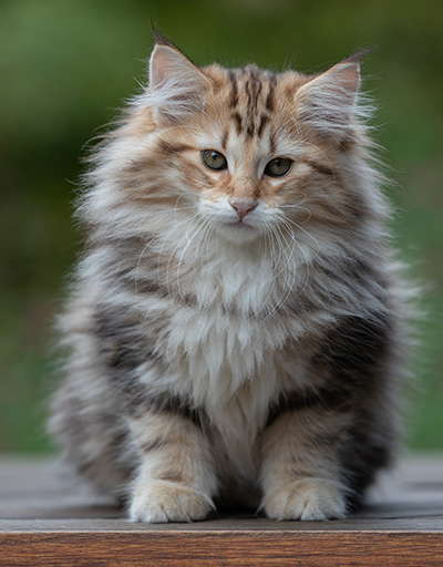 Apollonia - 13 semaines