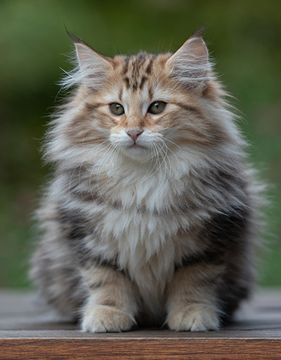 Apollonia - 13 semaines