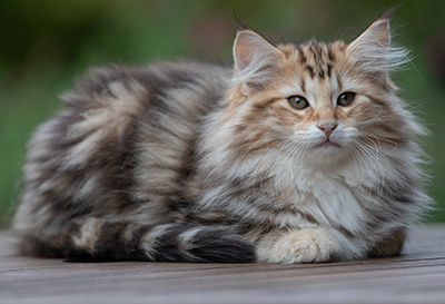 Apollonia - 13 semaines