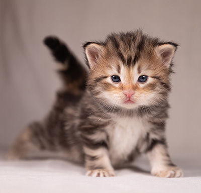 Apollonia - 3 weeks old