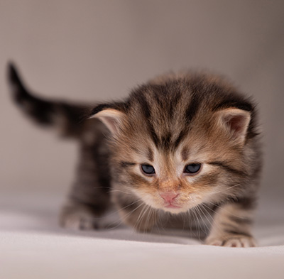 Apollonia - 3 weeks old