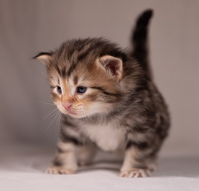 Apollonia - 3 weeks old
