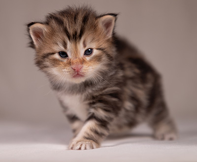 Apollonia - 3 weeks old