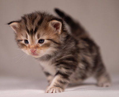 Apollonia - 3 weeks old
