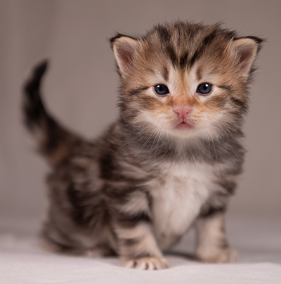 Apollonia - 3 weeks old