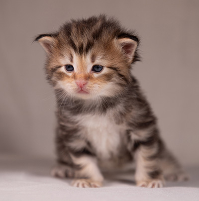 Apollonia - 3 weeks old