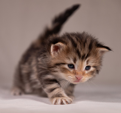 Apollonia - 3 weeks old