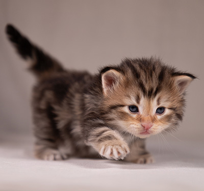 Apollonia - 3 weeks old