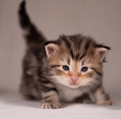 Apollonia - 3 weeks old