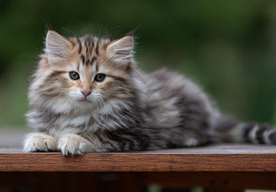 Apollonia - 9 Wochen alt