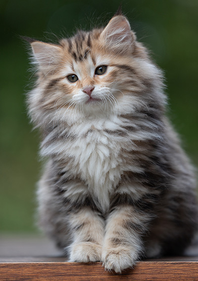 Apollonia - 9 Wochen alt