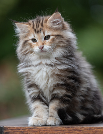 Apollonia - 9 Wochen alt