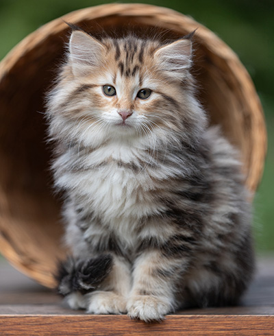 Apollonia - 9 Wochen alt