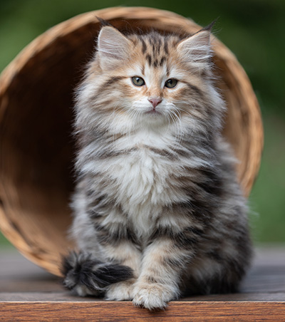 Apollonia - 9 Wochen alt