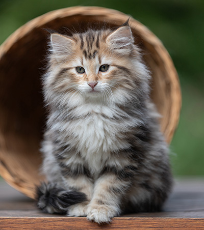 Apollonia - 9 Wochen alt