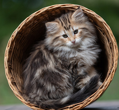 Apollonia - 9 Wochen alt