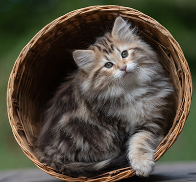 Apollonia - 9 Wochen alt