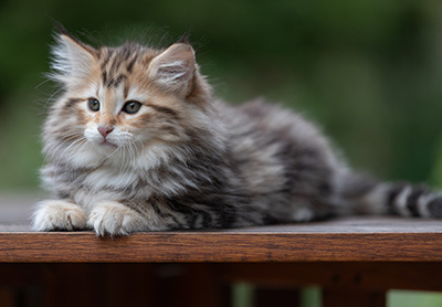 Apollonia - 9 Wochen alt