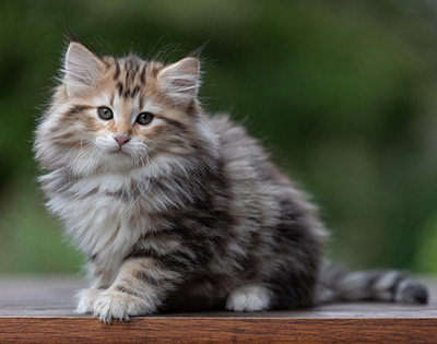 Apollonia - 9 Wochen alt