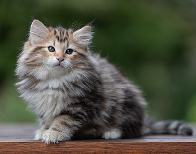 Apollonia - 9 Wochen alt