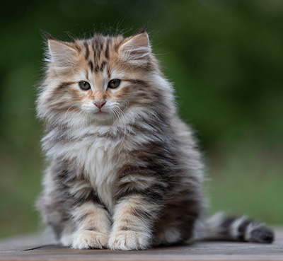 Apollonia - 9 Wochen alt