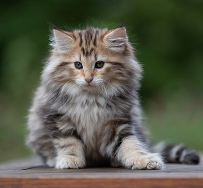 Apollonia - 9 Wochen alt