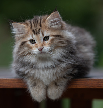 Apollonia - 9 Wochen alt