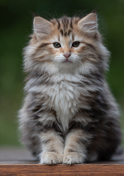 Apollonia - 9 Wochen alt