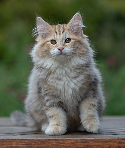 Archibald - 13 semaines