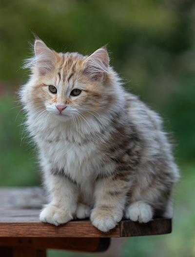 Archibald - 13 semaines