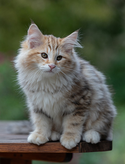 Archibald - 13 semaines