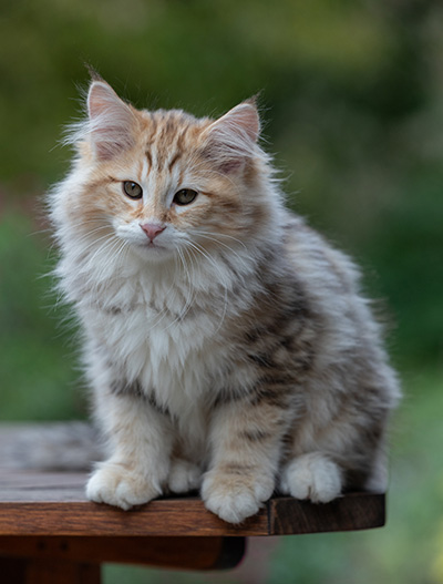 Archibald - 13 semaines